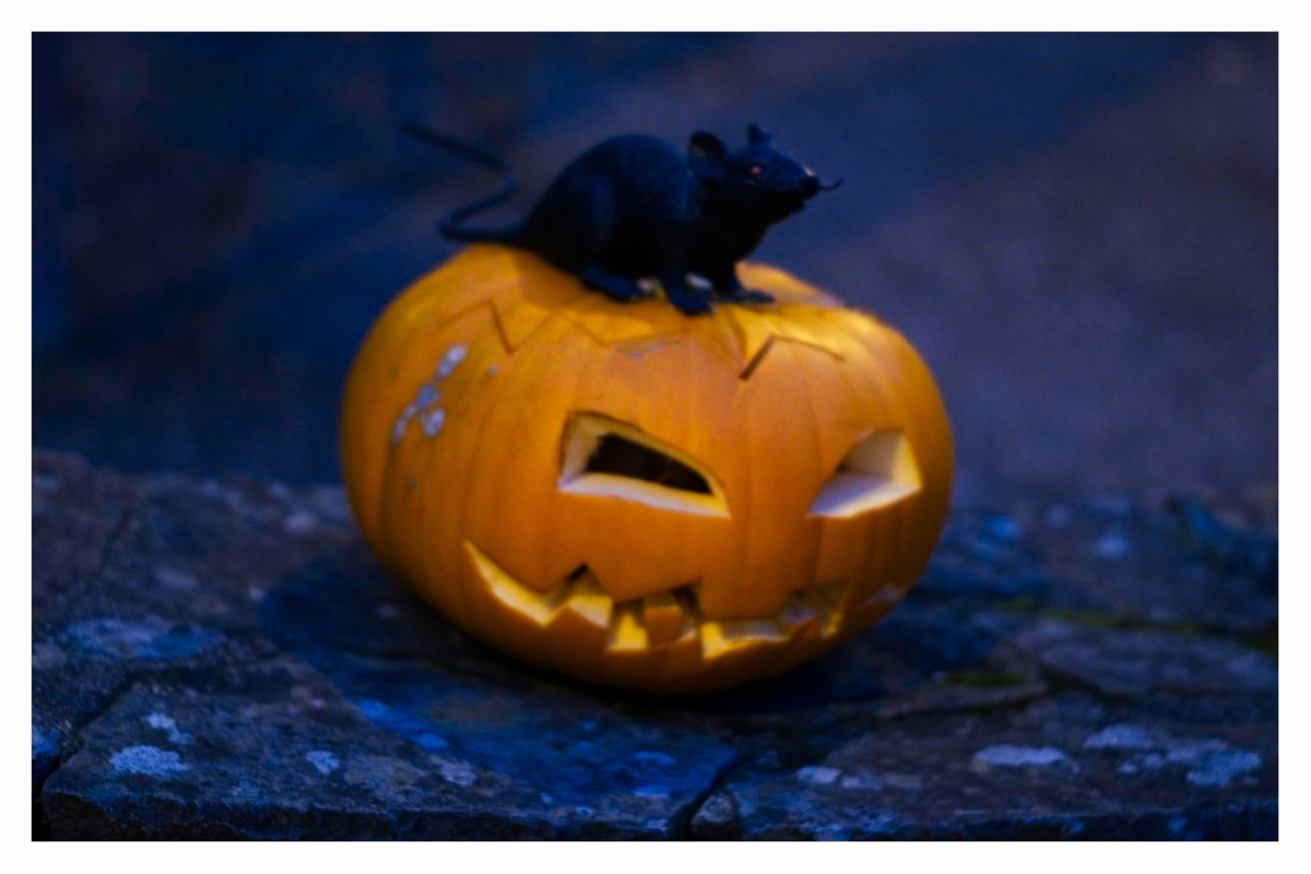 web_C19_L5_Samhain_DSCF4751